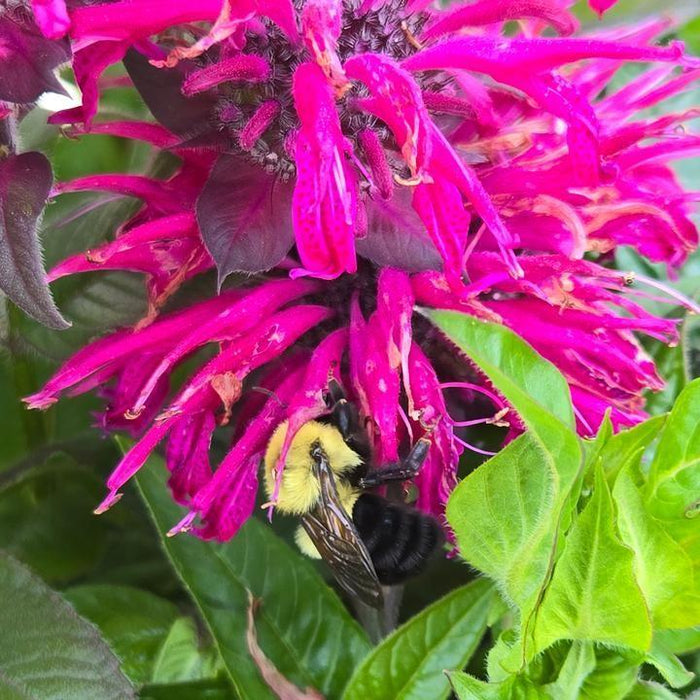 Bee Balm, PW® Leading Lady Pink Bee Balm