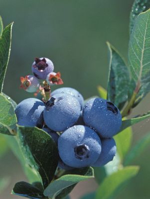 Blueberry, Polaris Half-Highbush (Vaccinium corymbosum Polaris), 3 gal