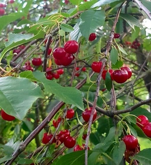 Cherry, Romance Valentine Tart Cherry, 5 gal (24-30 in)