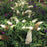 Buddleia x 'SMNBDW' PP 28,795  - Pugster White® Butterfly Bush