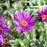 Aster, Purple Dome New England Aster