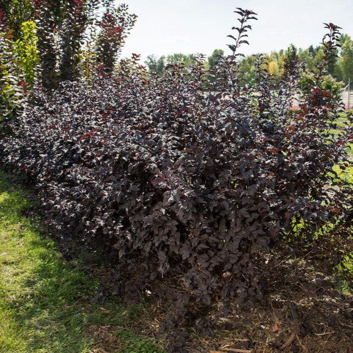 Physocarpus opulifolius 'UMNHarpell' PP30,792  - First Editions® Fireside® Ninebark