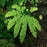 Fern, Northern Maidenhair Fern