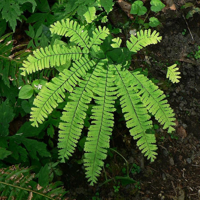Fern, Northern Maidenhair Fern