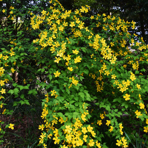 Kerria japonica 'Golden Guinea'  - Golden Guinea Japanese Kerria
