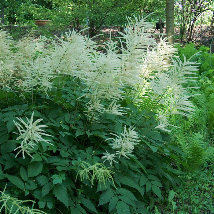 Goat's Beard, Common Goat's Beard