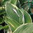 Hosta 'Francee'  - Francee Hosta