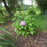 Hydrangea macrophylla 'P11HM-11'  - Endless Summer® Bloomstruck® Hydrangea