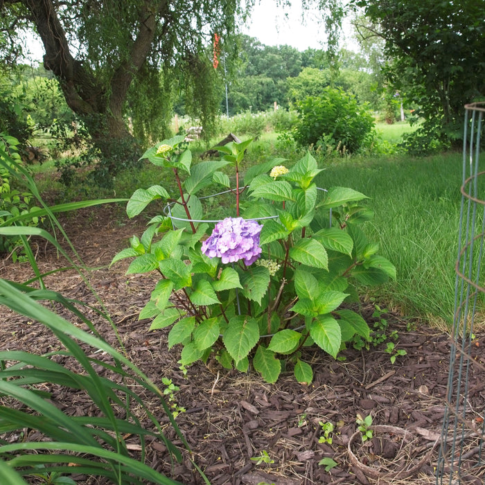 Hydrangea macrophylla 'P11HM-11'  - Endless Summer® Bloomstruck® Hydrangea