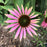 Echinacea purpurea 'Green Twister'  - Green Twister Echinacea, Coneflower