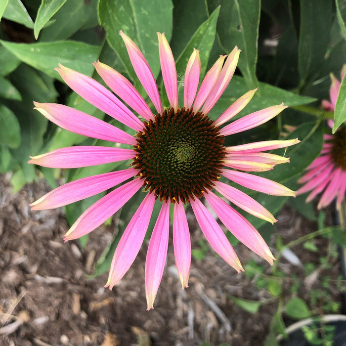 Echinacea purpurea 'Green Twister'  - Green Twister Echinacea, Coneflower