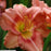 Hemerocallis 'Rosy Returns'  - Rosy Returns Daylily