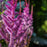Astilbe, Purple Candles Astilbe