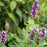 Hyssop, Blue Fortune Giant Hyssop