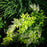 Deutzia, Chardonnay Pearls® Deutzia