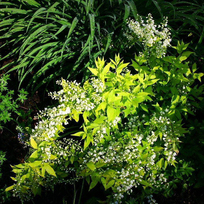 Deutzia, Chardonnay Pearls® Deutzia