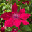 Clematis 'Evipo079'  - Nubia™ Clematis