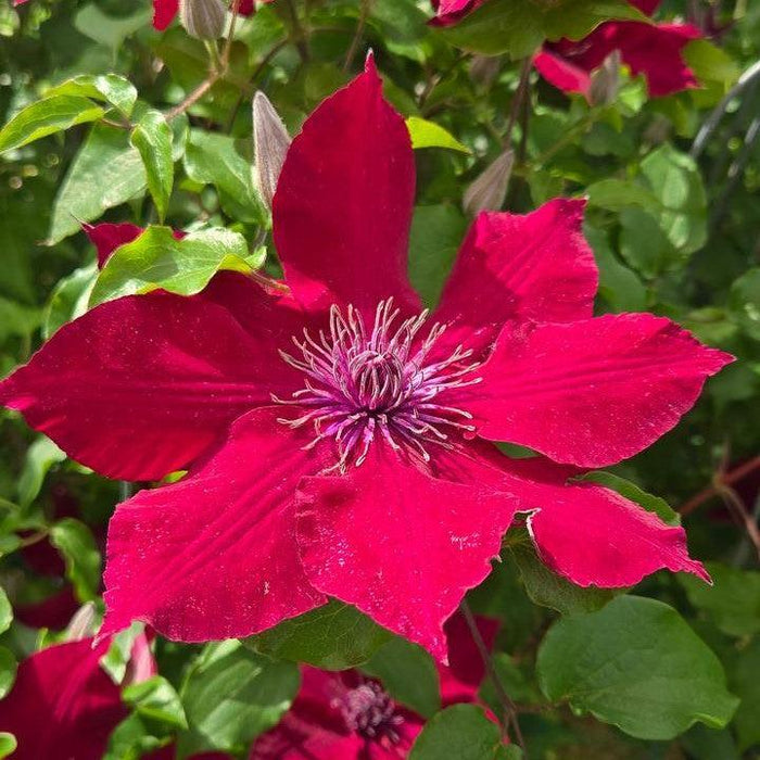Clematis 'Evipo079'  - Nubia™ Clematis
