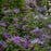 Clematis 'EviGsy151'  - Tumaini™ Clematis