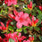 Azalea, Hino Crimson Azalea