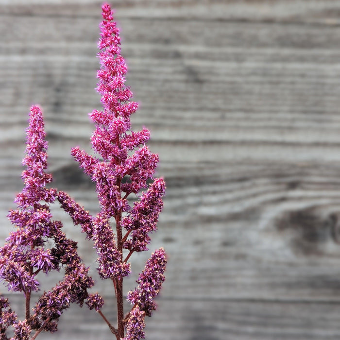 Astilbe chinensis 'Vision in Red'  - Vision in Red Chinese Astilbe