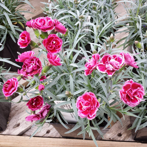 Dianthus, EverLast™ Burgundy Blush Dianthus