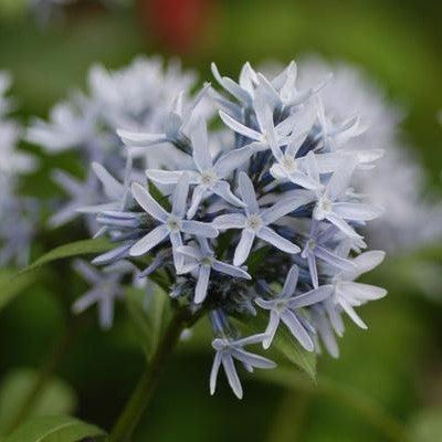 Blue Star, Eastern Blue Star