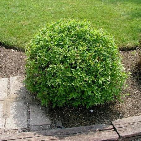 Cornus racemosa 'Hurzam'  - Huron® Dogwood