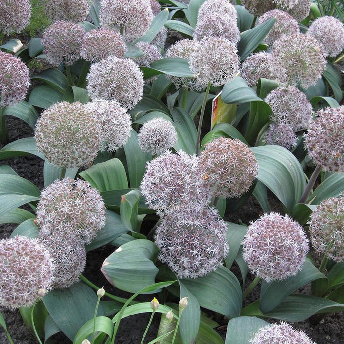 Allium, Turkistan Ornamental Onion