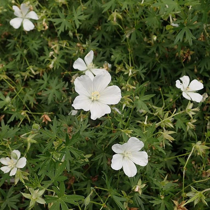Geranium sanguineum 'Album'  - White Bloody Cranesbill