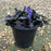**CAN BE INVASIVE - DON'T ADD** Black Scallop Bugle Weed (Ajuga)