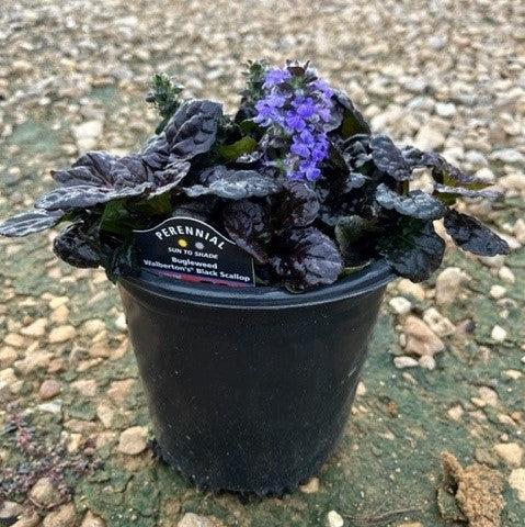 **CAN BE INVASIVE - DON'T ADD** Black Scallop Bugle Weed (Ajuga)