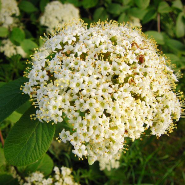 Viburnum, Opening Day™ Doublefile Viburnum (plicatum Opening Day™ 'PIIvib-II')