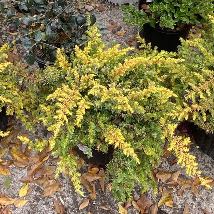 Juniper, Golden Pacific Juniper