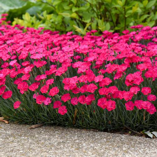 Dianthus, Paint the Town Magenta Dianthus