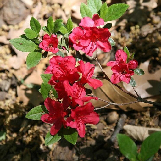 Azalea, Bixby Azalea