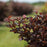 Physocarpus opulifolius 'UMNHarpell' PP30,792  - First Editions® Fireside® Ninebark
