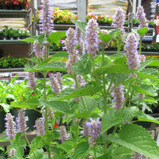 Hyssop, Anise Purple Hyssop