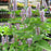 Hyssop, Anise Purple Hyssop