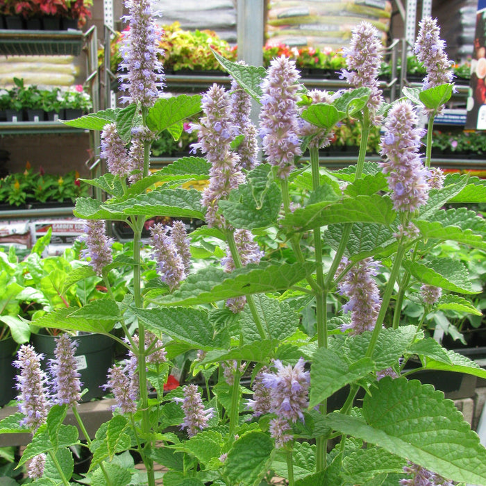 Hyssop, Anise Purple Hyssop