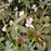 Geranium maculatum 'Espresso'  - Espresso Wild Cranesbill