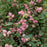 Symphoricarpos x doorenbosii 'Kolmcan'  - First Editions® Candy™ Coralberry