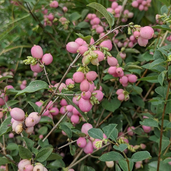 Symphoricarpos x doorenbosii 'Kolmcan'  - First Editions® Candy™ Coralberry