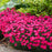 Dianthus, Paint the Town Magenta Dianthus