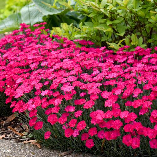 Dianthus, Paint the Town Magenta Dianthus
