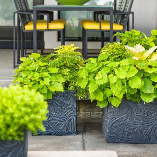 Sambucus racemosa 'SMNSRD4'  - Lemony Lace® Elderberry