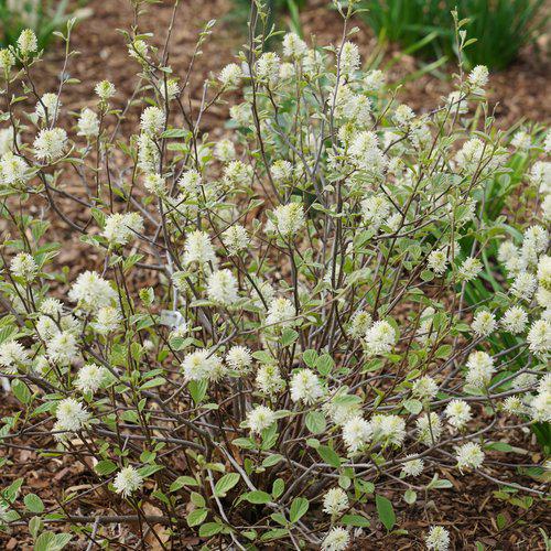 Fothergilla, Legend of the Small Fothergilla