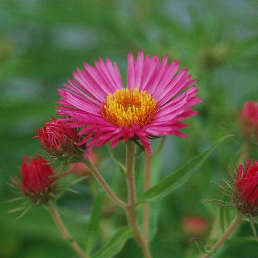 Aster novae-angliae 'Alma Potchke'  - Alma Potchke New England Aster