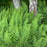 Fern, Hayscented Fern