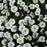 Candytuft, Snowsurfer™ Candytuft